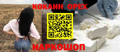сатива Гай
